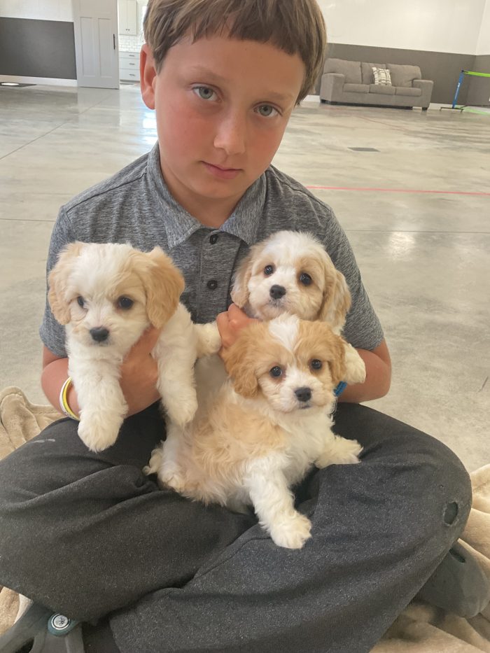 New Litter Coming Up. 3 Female Cavachon - Image 5