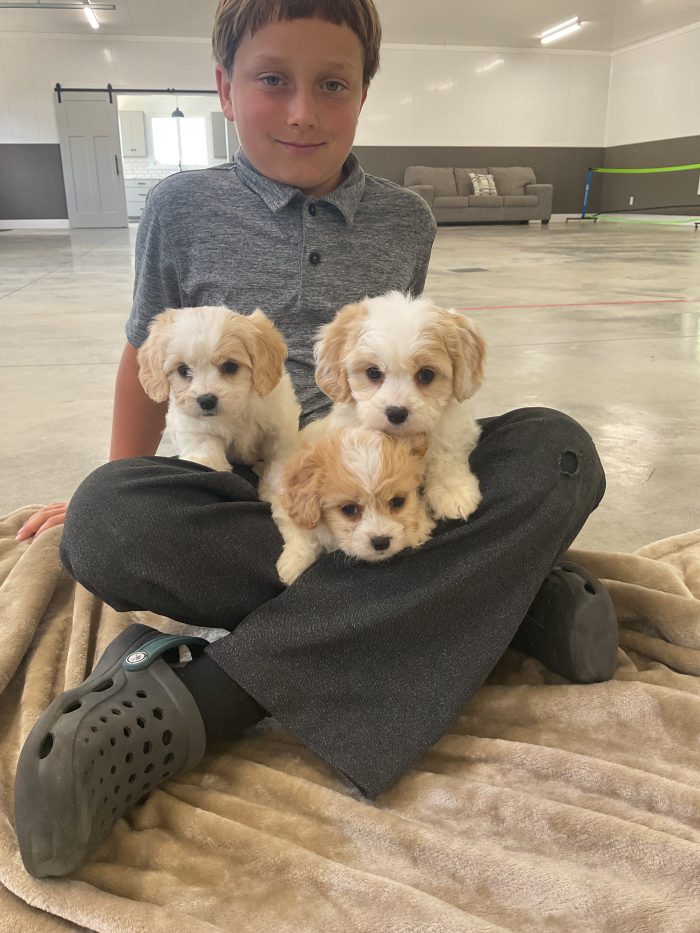 New Litter Coming Up. 3 Female Cavachon - Image 4