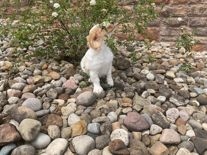 Ms. Tilley the Cavachon - Image 2