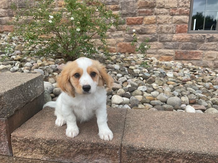 Ms. Tilley the Cavachon - Image 4