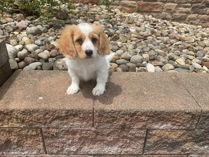 Ms. Tilley the Cavachon - Image 5