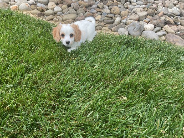 Mr. Toby the Cavachon - Image 3
