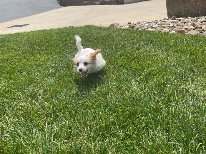 Mr. Toby the Cavachon - Image 4