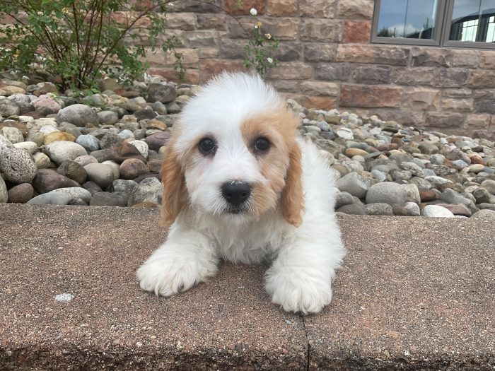 Mr. Sammy the Cavachon - Image 3