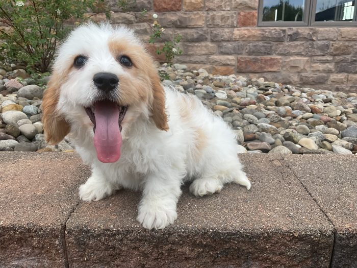 Mr. Sammy the Cavachon - Image 4