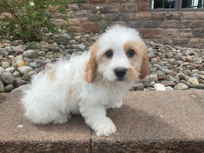 Mr. Sammy the Cavachon - Image 2