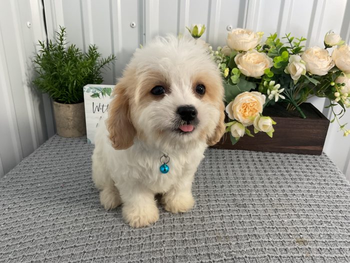 Mr. Bentley the Cavachon - Image 2