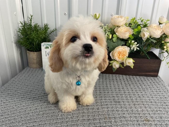 Mr. Bentley the Cavachon - Image 4