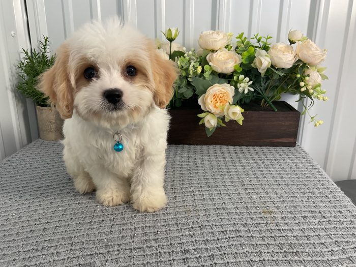 Mr. Bentley the Cavachon - Image 5