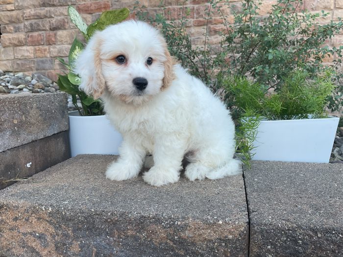 Mr. Milo the Cavachon - Image 3