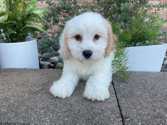 Mr. Milo the Cavachon - Image 2