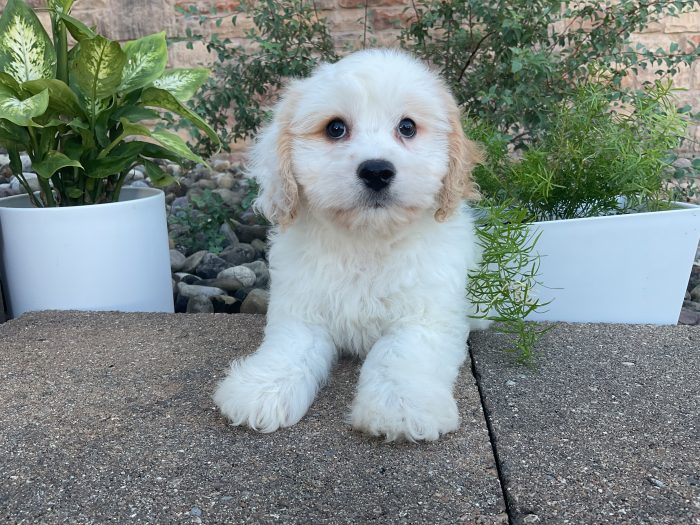 Mr. Milo the Cavachon - Image 4