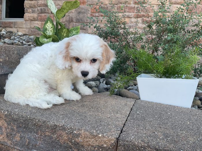 Mr. Walker the Cavachon - Image 3