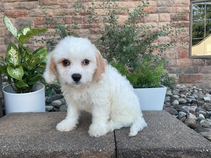 Mr. Walker the Cavachon - Image 2