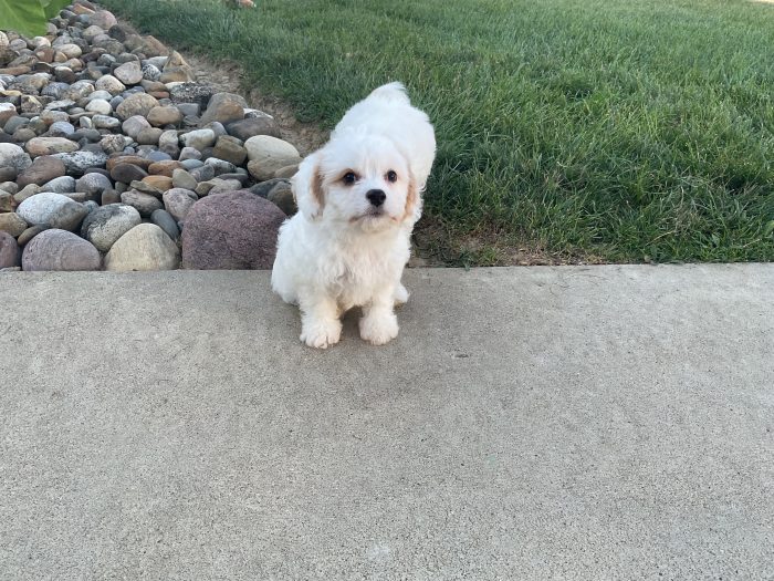 Mr. Walker the Cavachon - Image 4