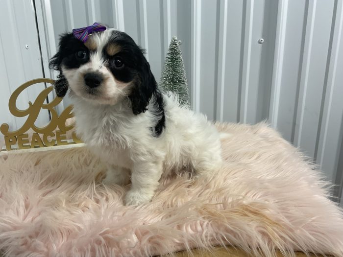 Ms. Bella the Cavachon - Image 4