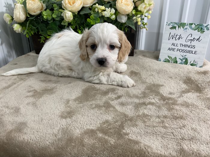 Mr. Dallas the Cavachon - Image 3