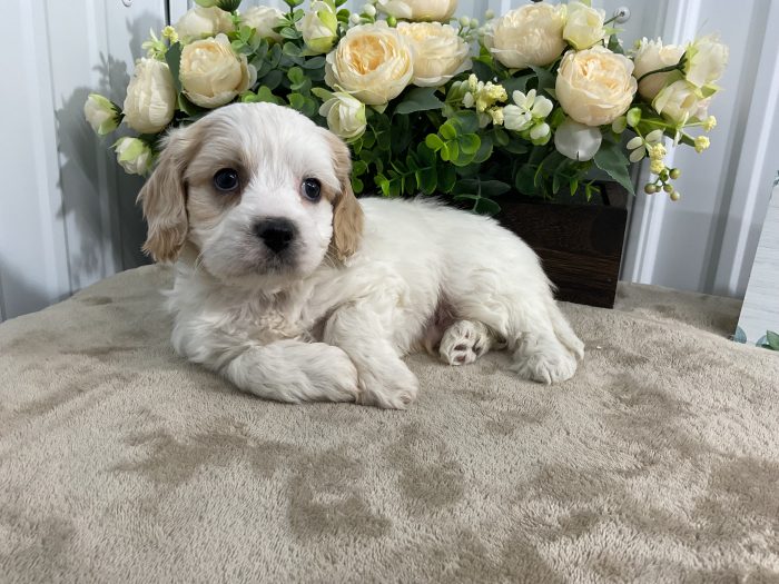 Mr. Dallas the Cavachon - Image 2