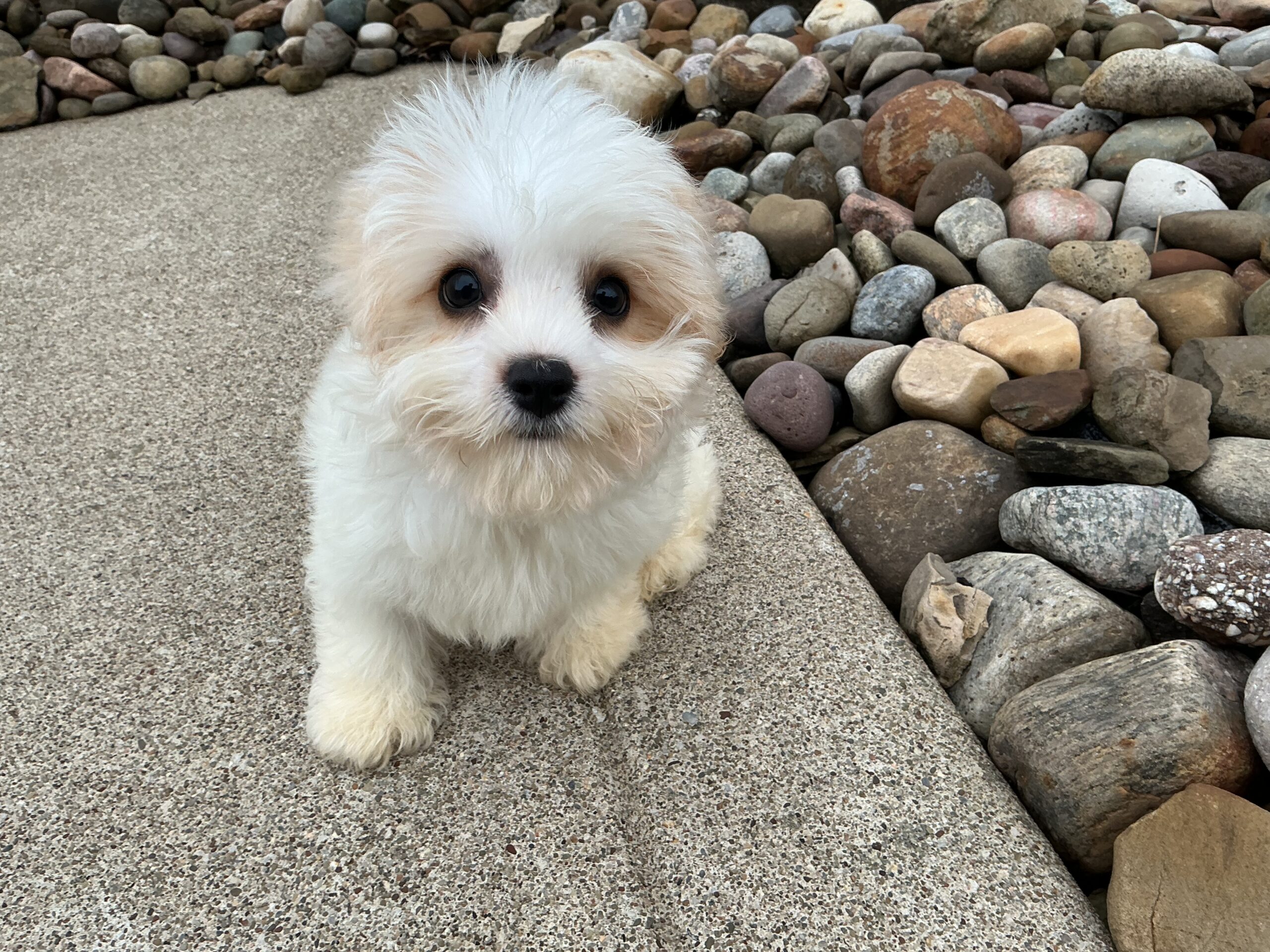Ms. Dakota the Cavachon