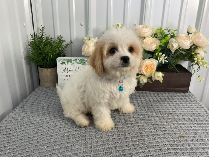 Mr. Bentley the Cavachon