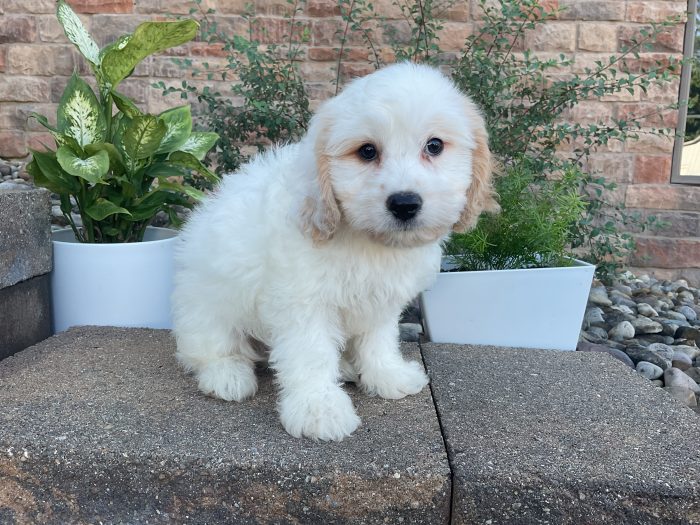 Mr. Milo the Cavachon