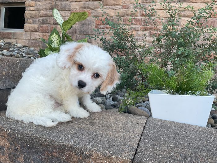 Mr. Walker the Cavachon